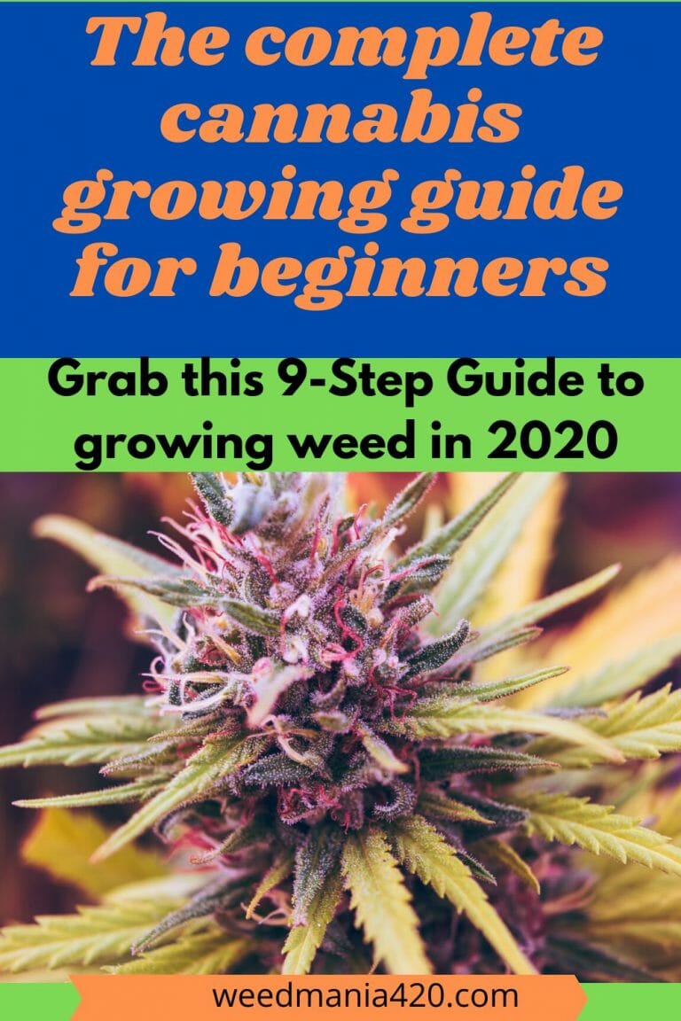 How to Grow Cannabis A Beginners Guide to Growing Weed in 2020
