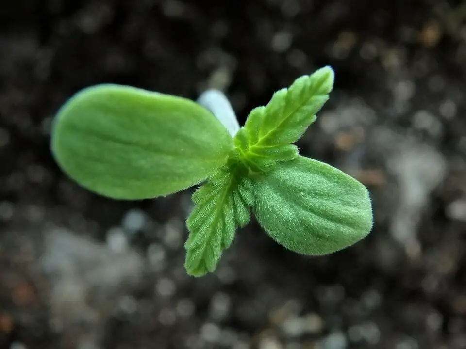 Cannabis Seedlings Phase: How to Take Care of Your Seedlings