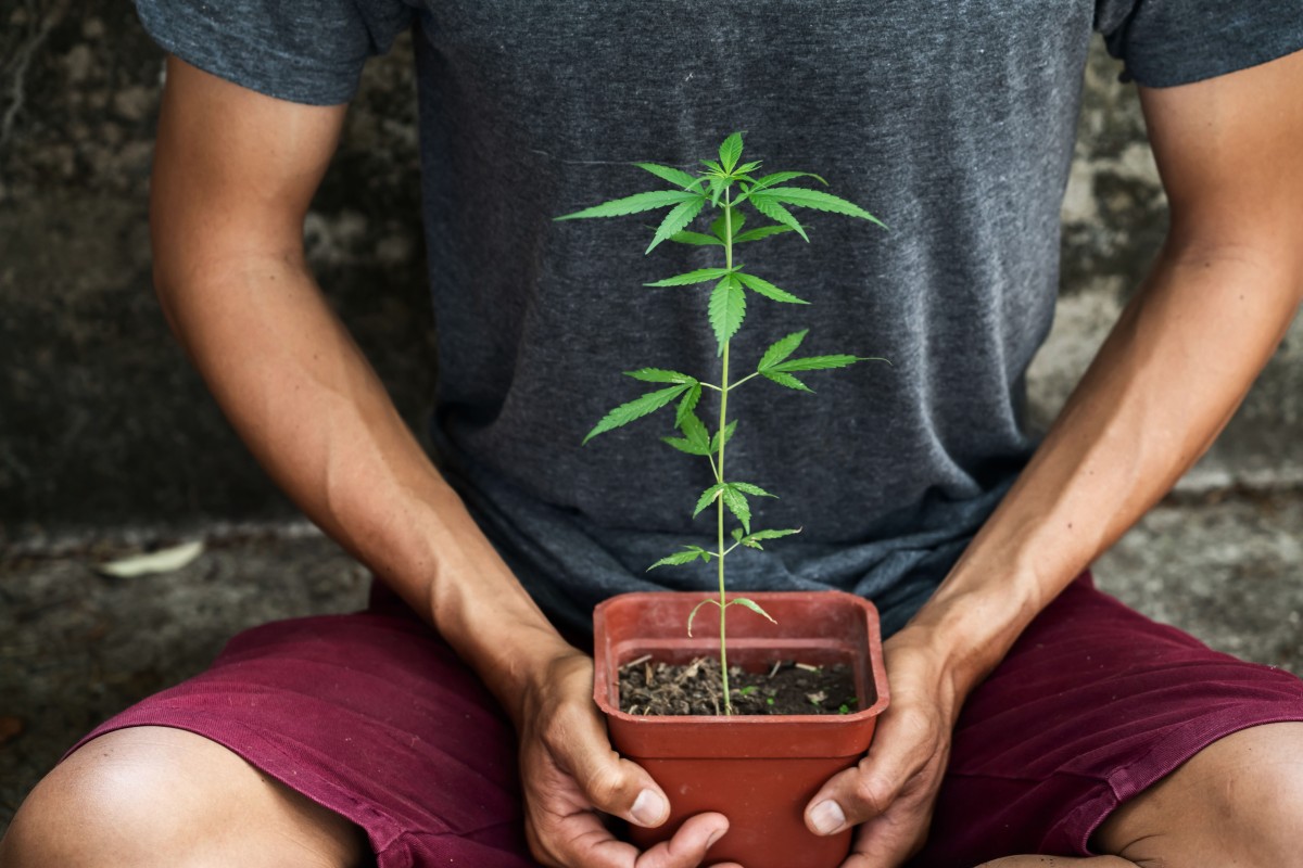 How to Grow Cannabis: A Beginners Guide to Growing Weed in 2020
