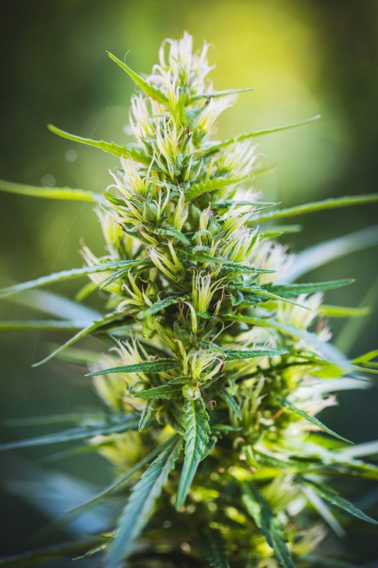 Can You Force Autoflowers To Flower? WeedMania420