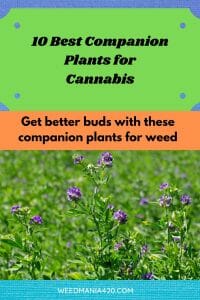 companion plants for cannabis