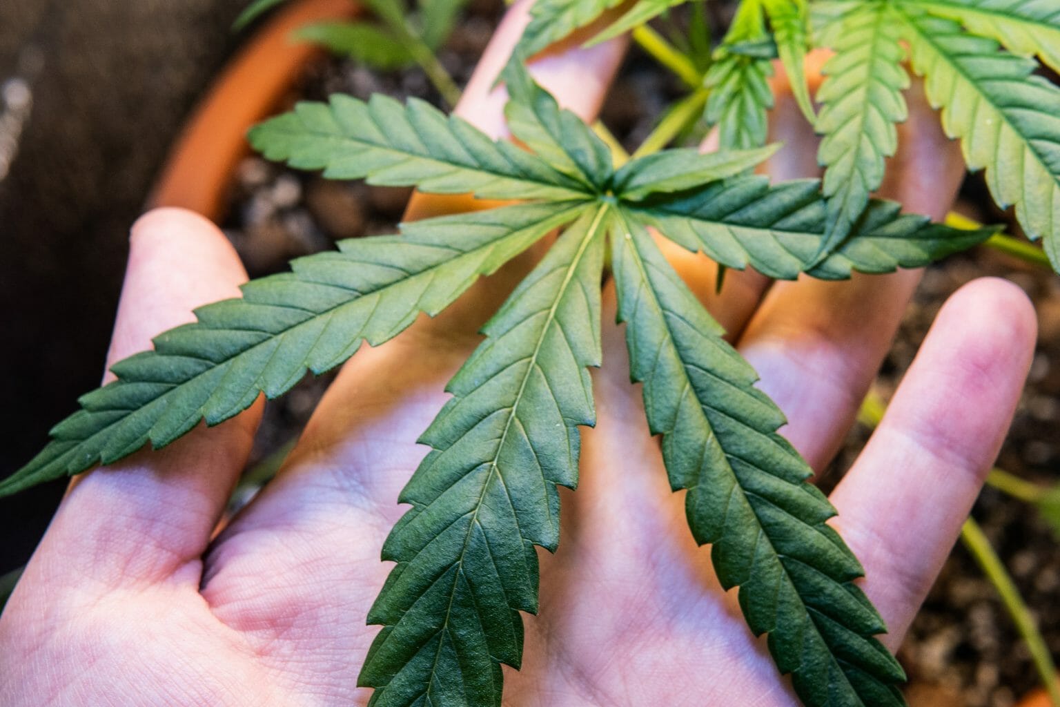 What Causes Deformed Leaves in Cannabis Plants?