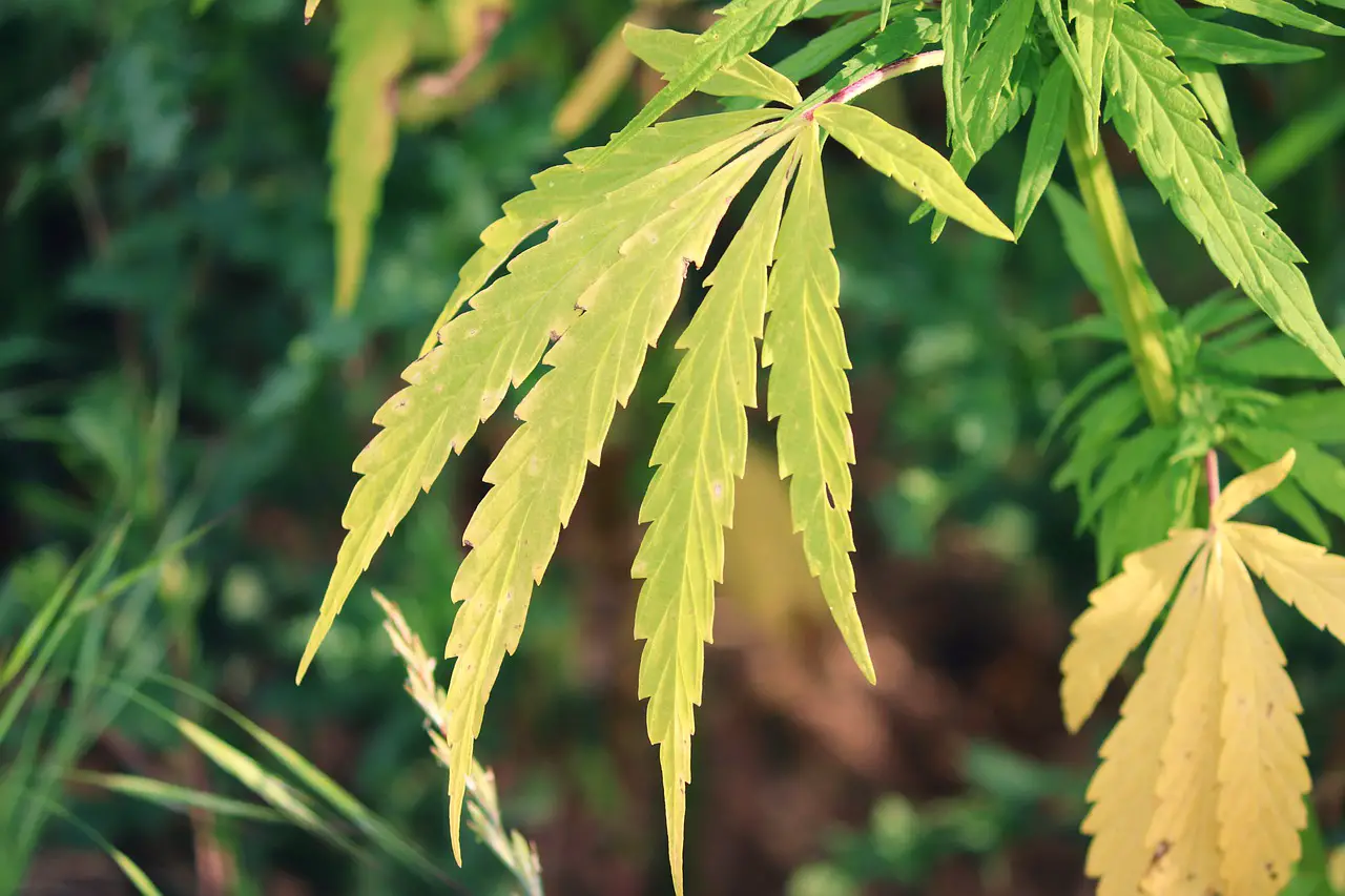 What Causes Deformed Leaves in Cannabis Plants?