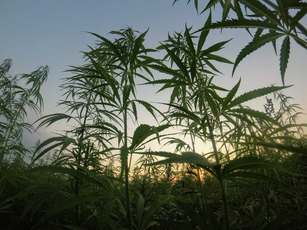 Where does marijuana grow naturally