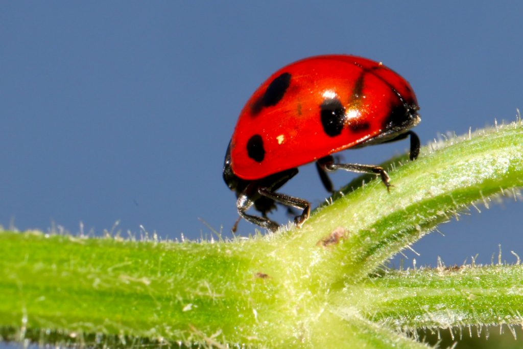 How To Kill Aphids on Marijuana Plants