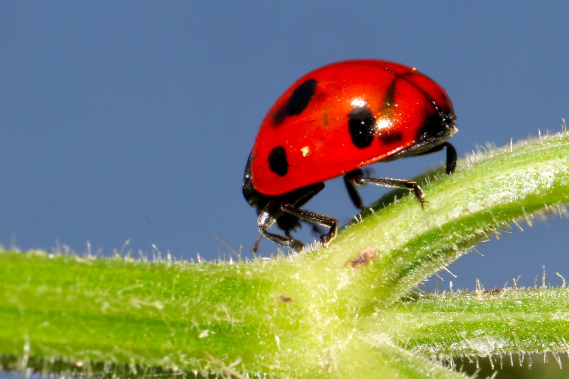 How To Get Rid Of Thrips On Flowering Cannabis - WeedMania420