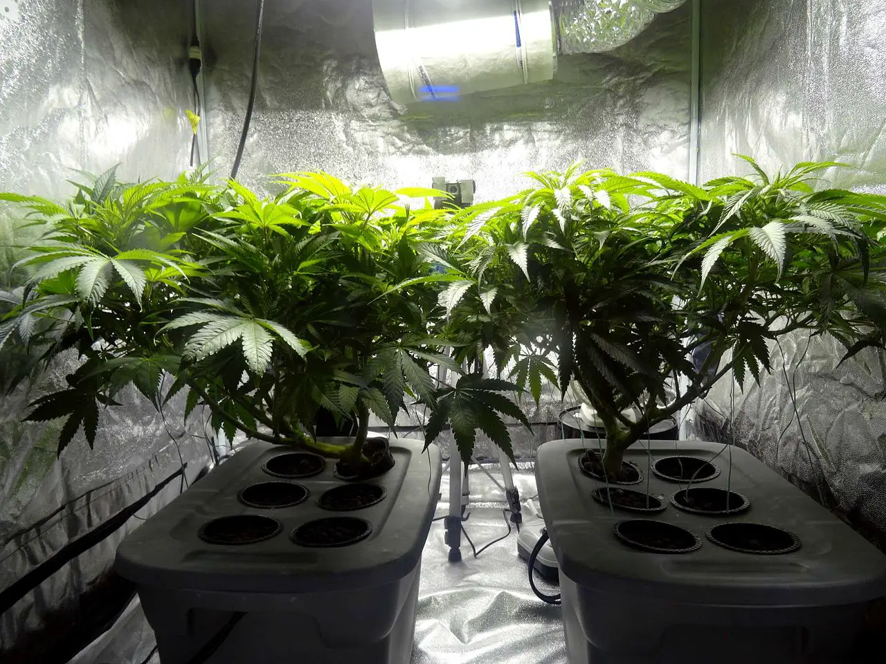 Top 7 Indoor Grow Tents for Cannabis in 2020