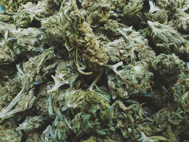 5 Highest Yielding Cannabis Strains