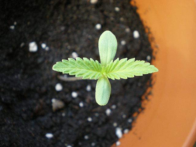 Cannabis Seedlings Phase: How to Take Care of Your Seedlings