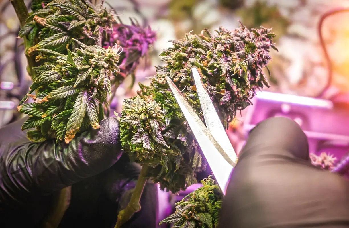 7 Best Bud Trimmers— A Review of Cannabis Trimming Machines, 2020
