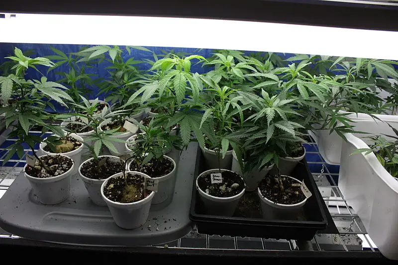 How to Grow Marijuana from Clones