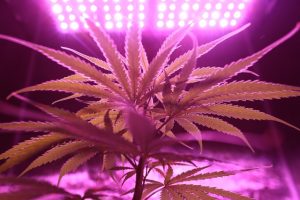 How to Build A Cannabis Grow Room in a Garage