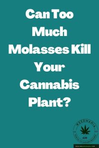 Can Too Much Molasses Kill Your Cannabis Plant