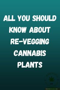 All You Should Know About Re-Vegging Cannabis Plants