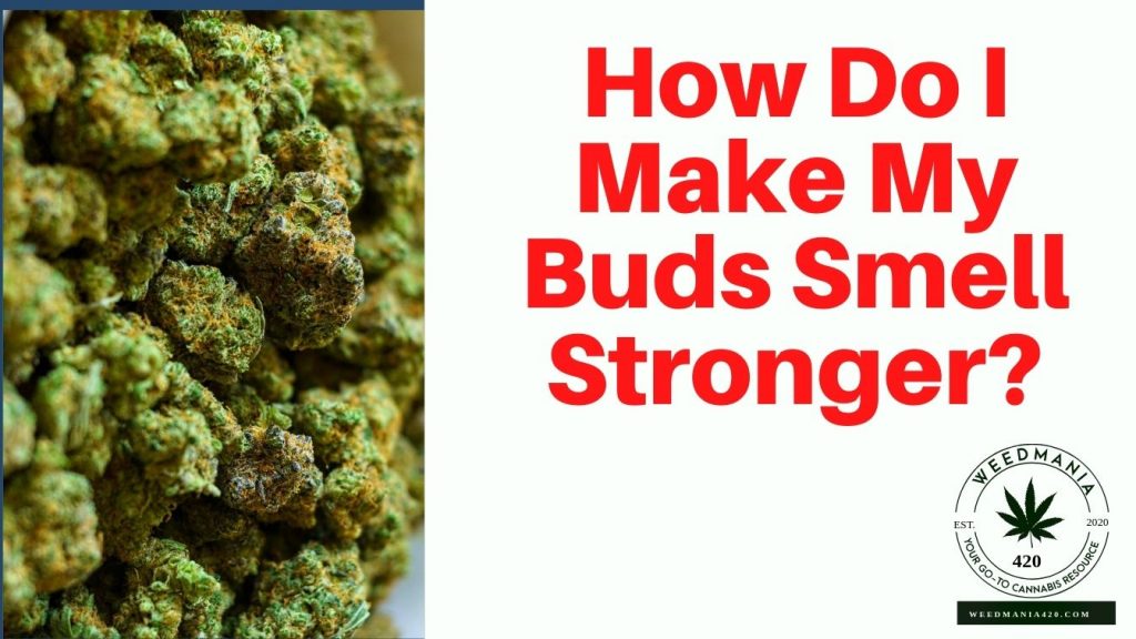 How Do I Make My Buds Smell Stronger? WeedMania420