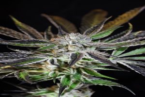 What Happens If You Don’t Flush Before Harvest?