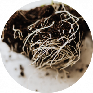 Can Cannabis Plants Recover from Root Rot?