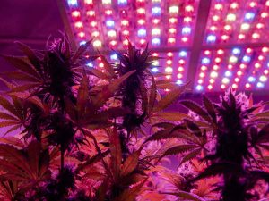 Best LED Grow Lights Under $100 For Cannabis