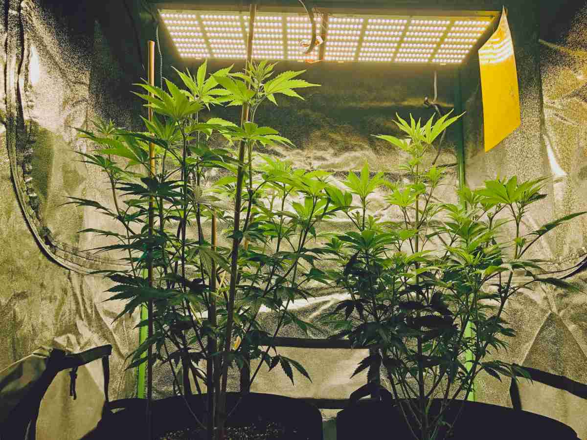 What Are the Best Lights for Growing Indoors?