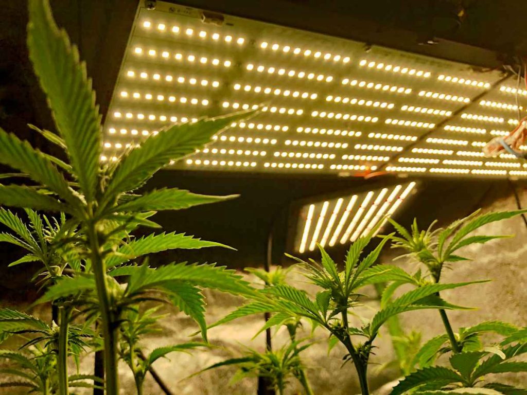 What Lights Do Professional Growers Use? WeedMania420