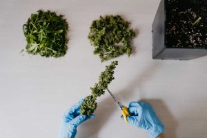 7 Best Bud Trimmers— A Review of Cannabis Trimming Machines, 2021