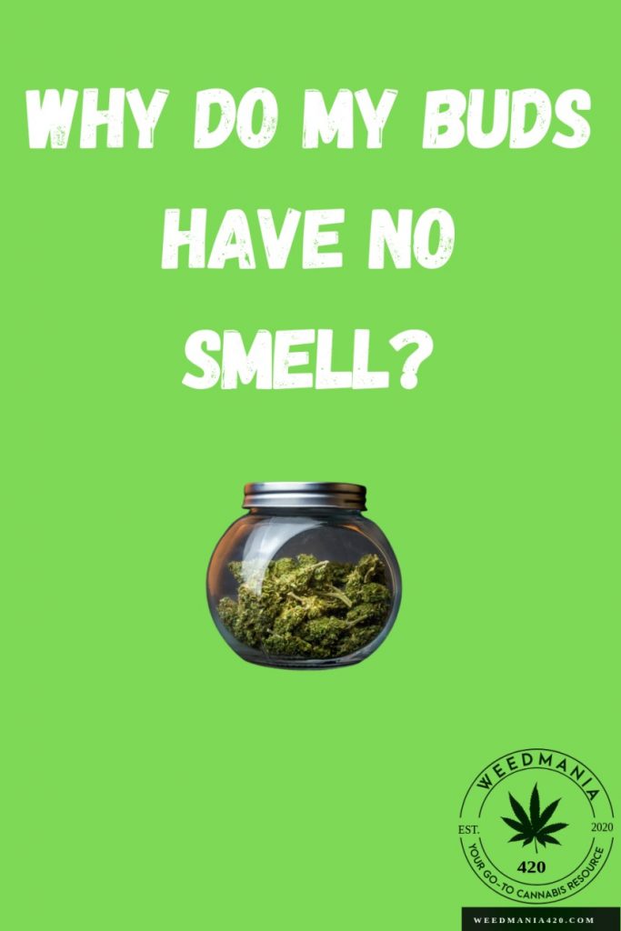 Why Do My Buds Have No Smell? WeedMania420