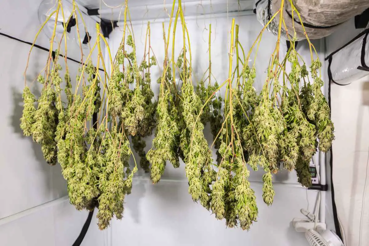Drying & Curing and Buds’ Weight: How Much Do Buds Shrink During Drying? - WeedMania420