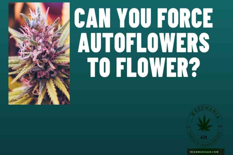 Can You Force Autoflowers To Flower? WeedMania420