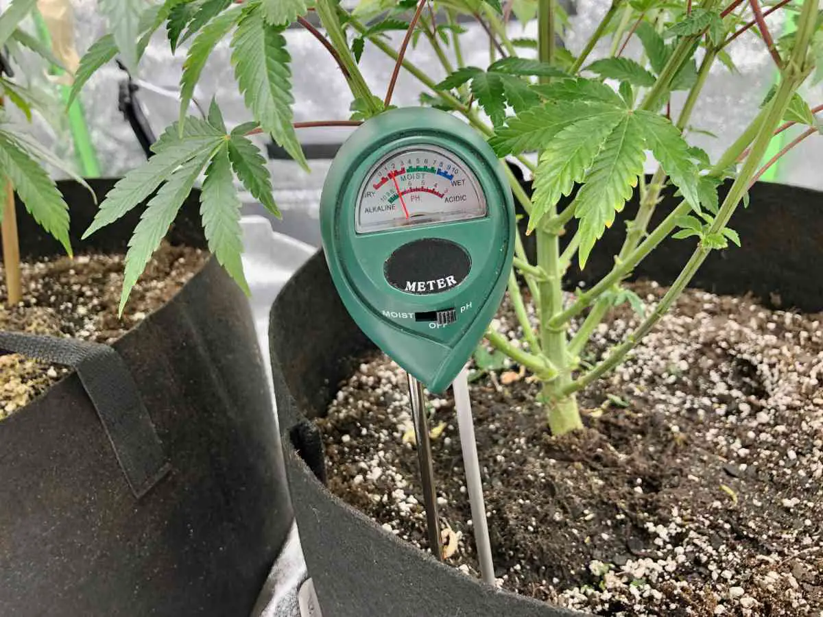 Should I Use Cal-Mag Every Watering?