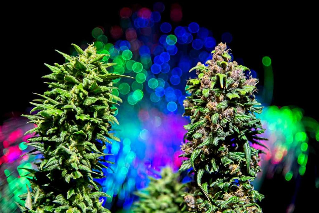 Do Buds Need Direct Light? WeedMania420