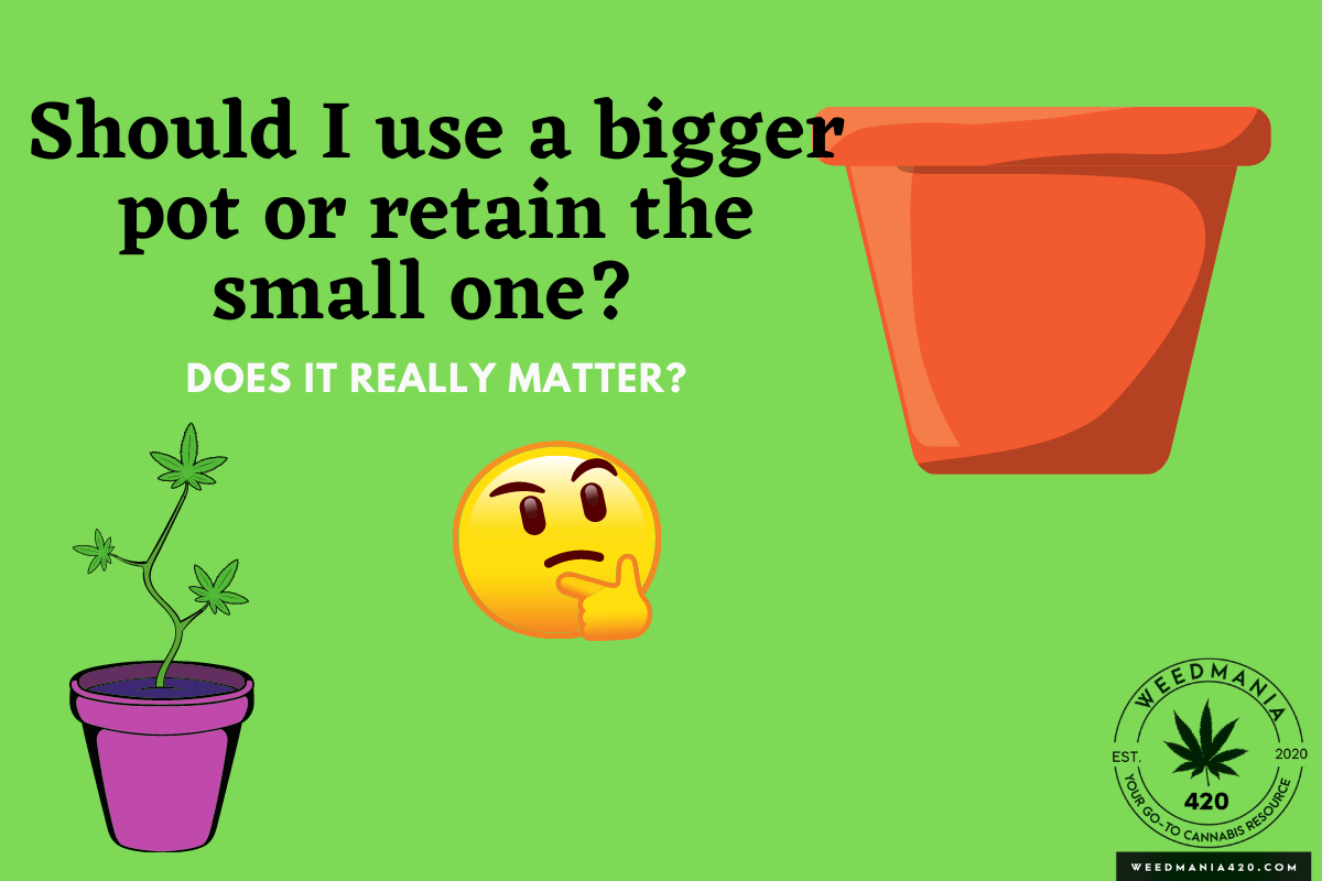 Plant Pot Size Vs Yield Does Pot Size Affect Yield WeedMania420 plant-pot-size-vs-yield-does-pot-size-affect-yield-weedmania420