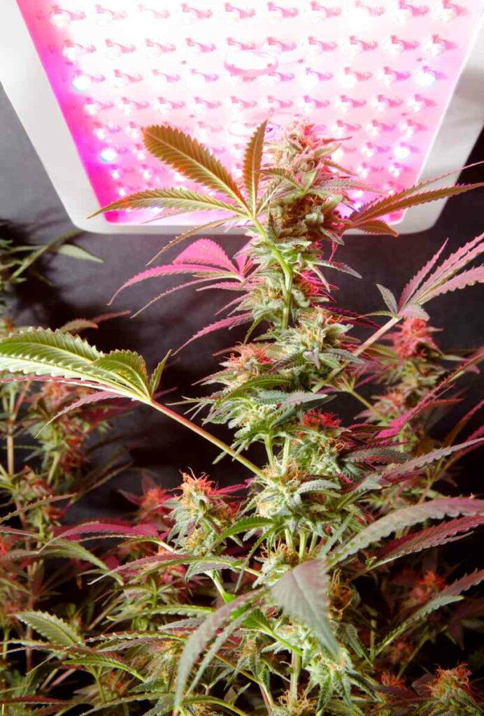 Why Aren't My Buds Getting Bigger? WeedMania420