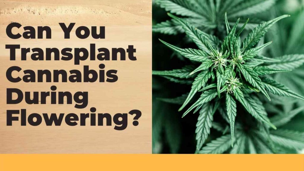 is it bad to transplant during flowering