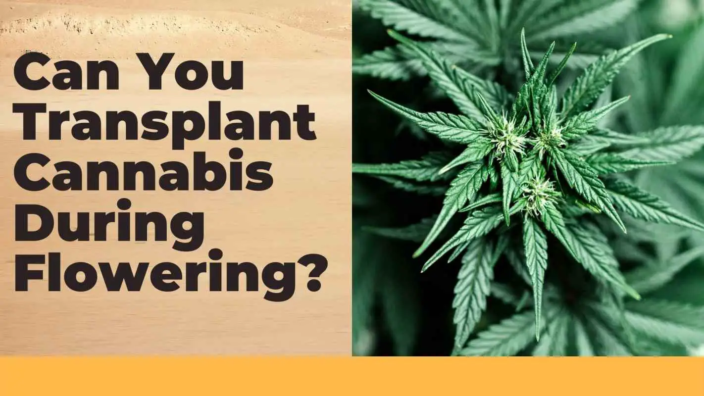 Can You Transplant Cannabis During Flowering?