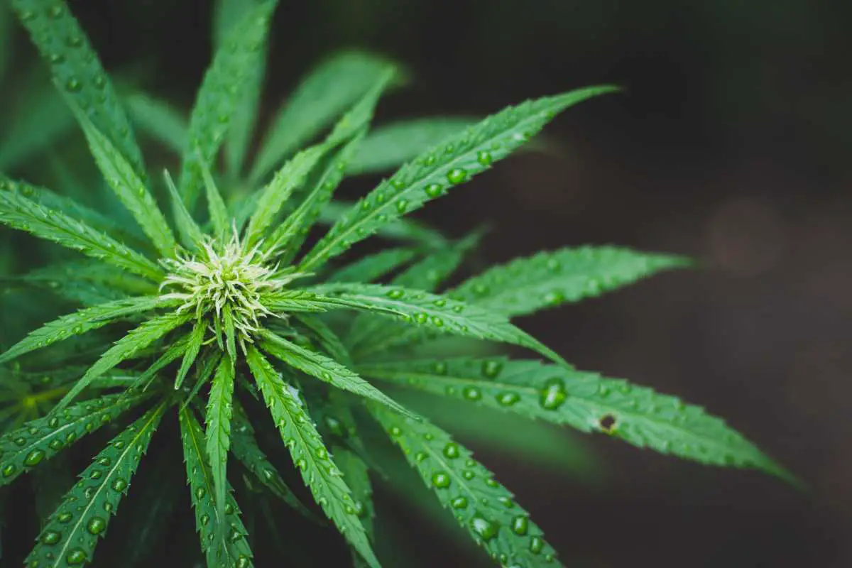 Does Rain Lower The Potency Of Cannabis?