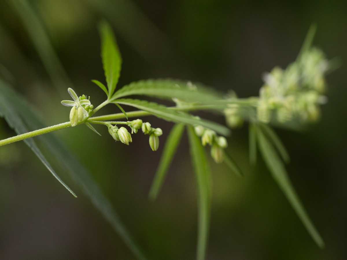 How Far Away Can A Male Plant Pollinate A Female? (Sinsemilla