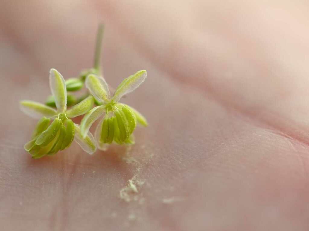 how-far-away-can-a-male-plant-pollinate-a-female-sinsemilla