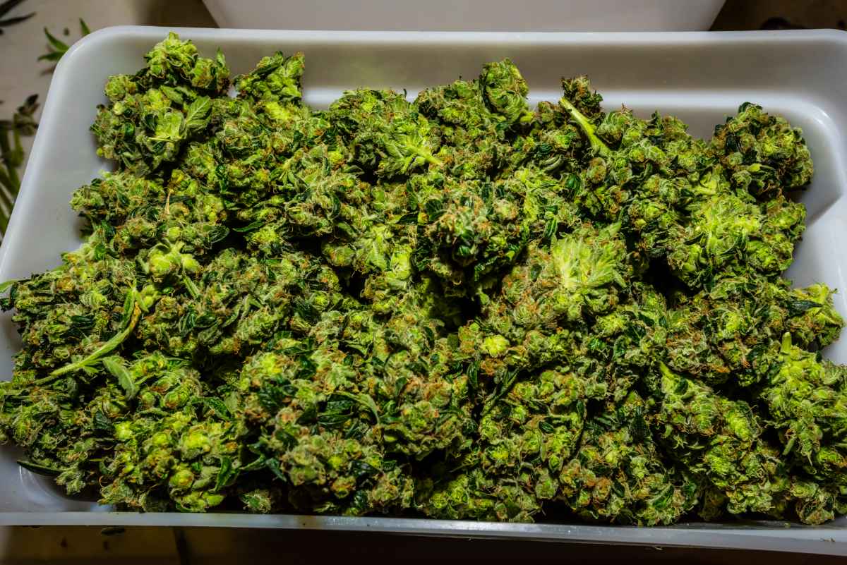 How To Dry Buds Without Hanging