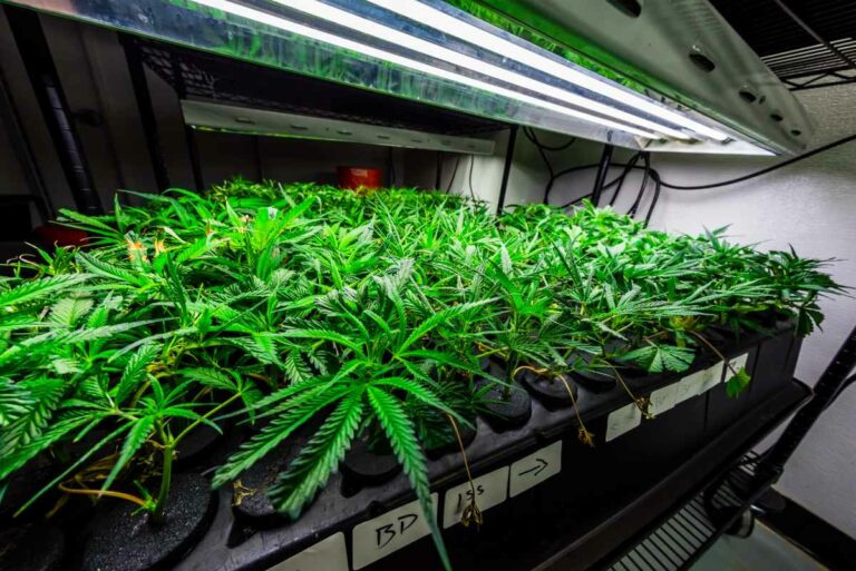 How Long Does It Take A Plant To Recover From Topping? WeedMania420