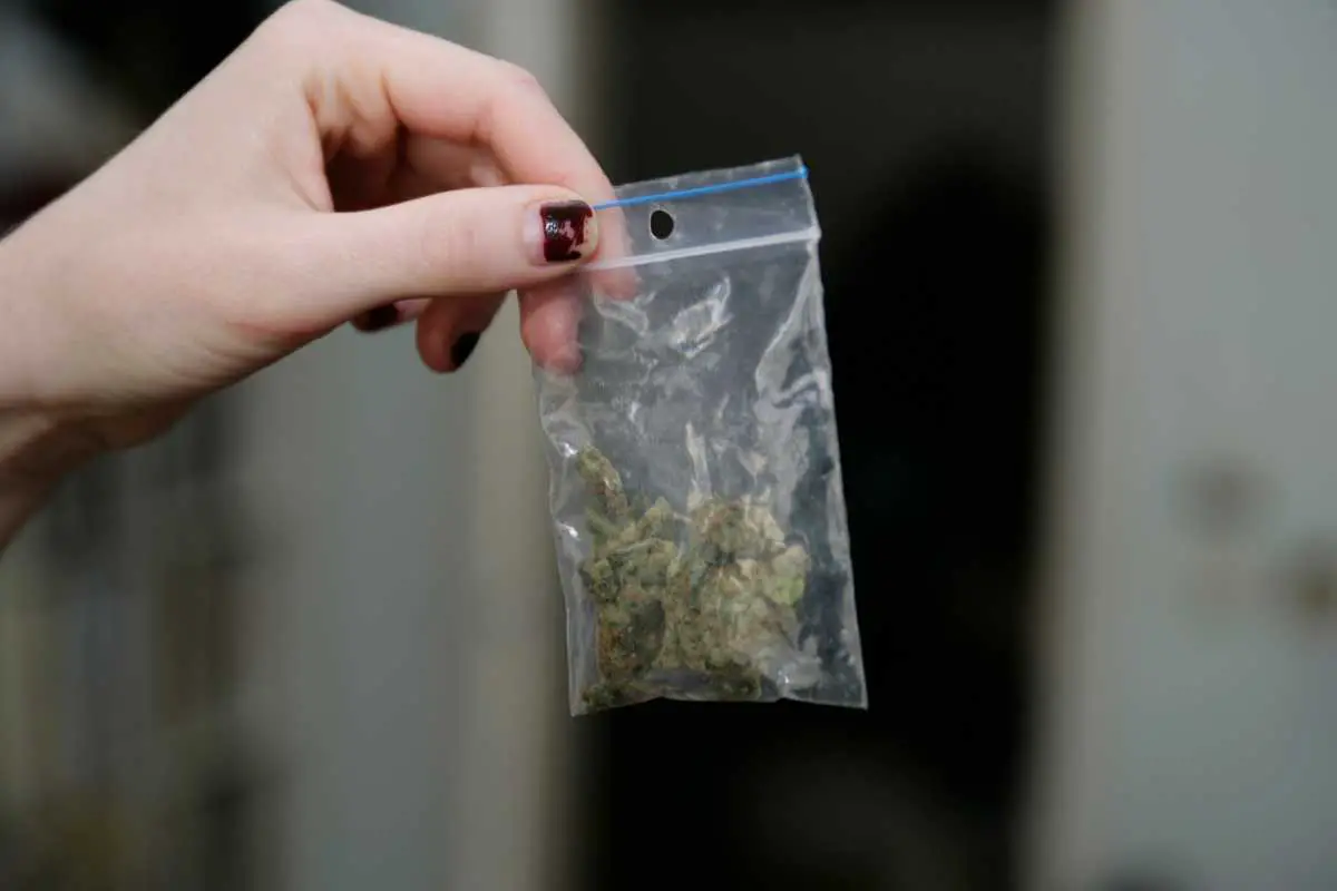 Everything You Need To Know About Curing Cannabis In Ziploc Bags