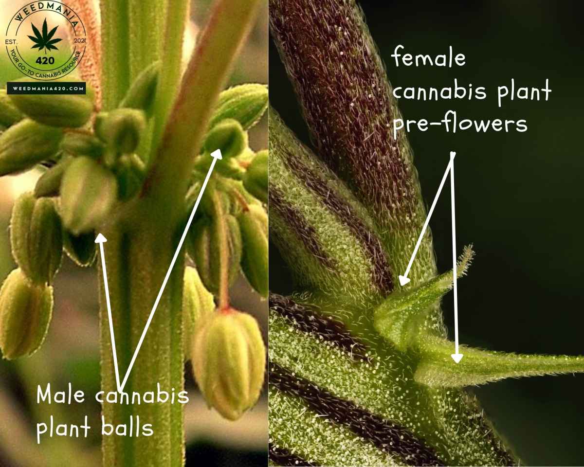 How Far Away Can A Male Plant Pollinate A Female? (Sinsemilla