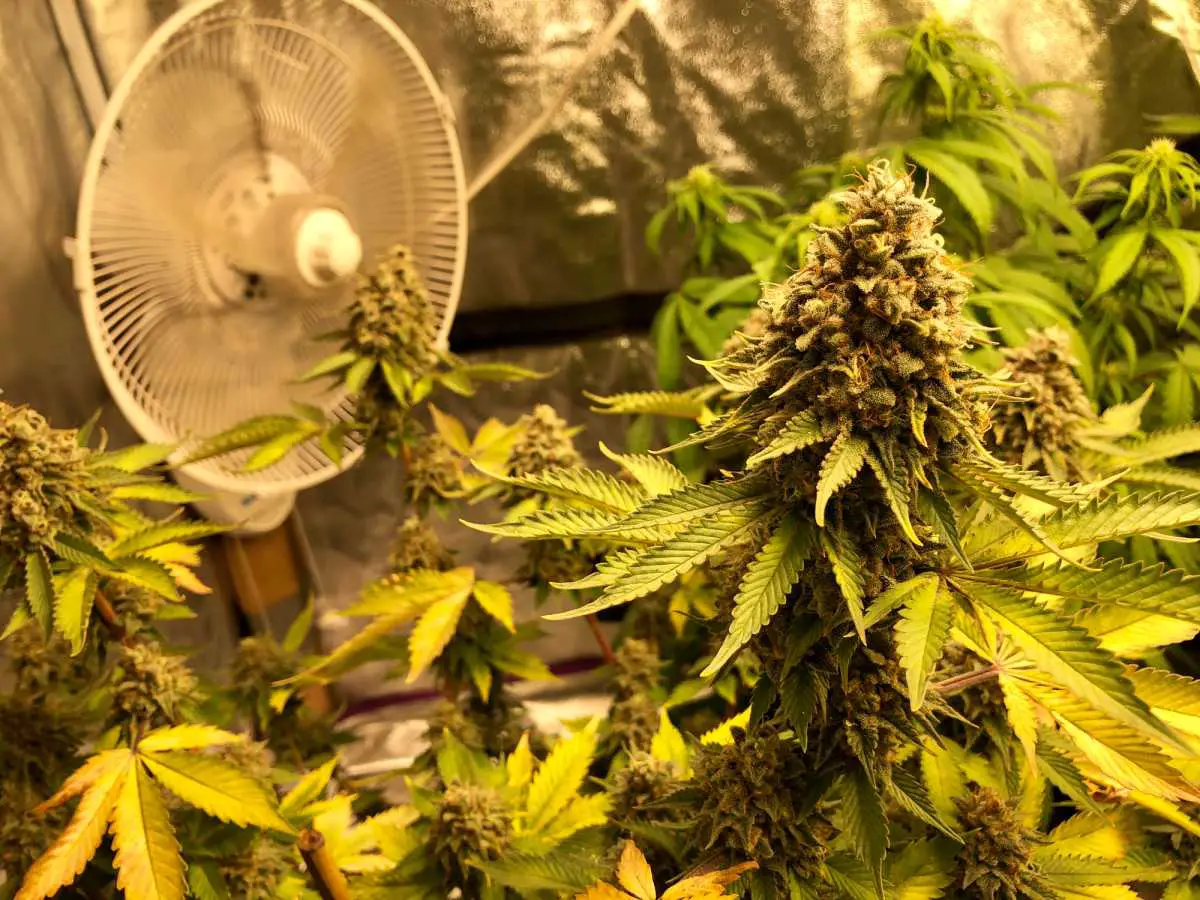 How Many Fans Should You Have In Your Grow Tent?