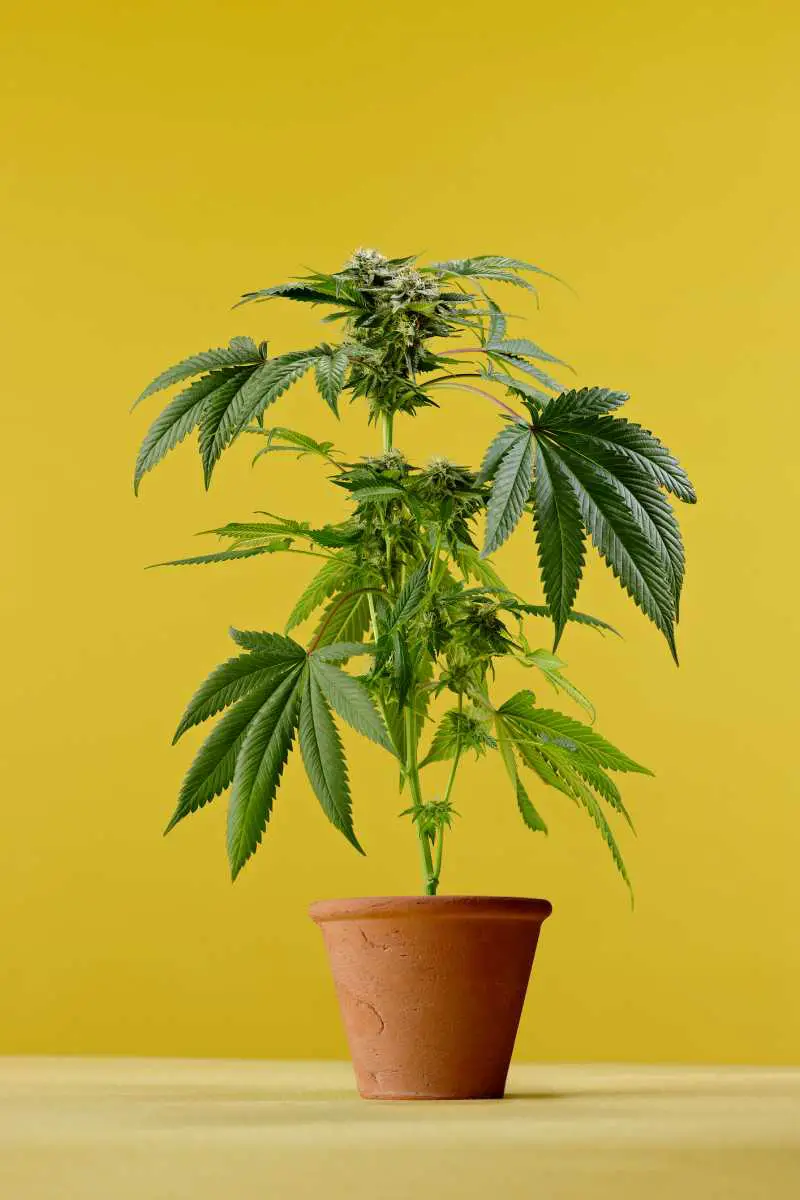 How Deep Do Cannabis Roots Grow?