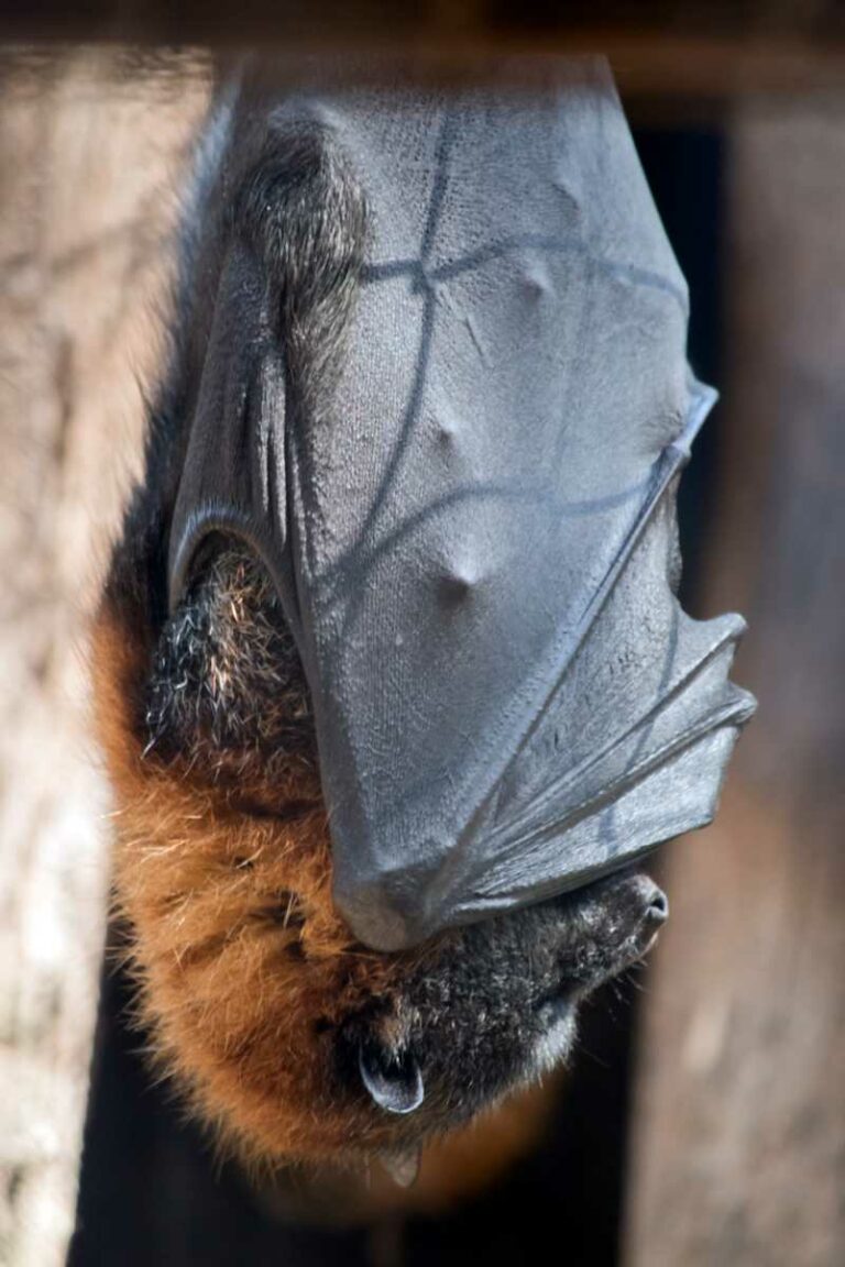Can You Use Too Much Bat Guano It Can Burn WeedMania420