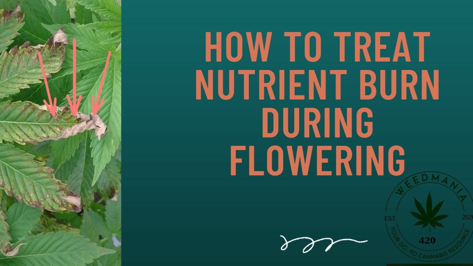 How To Treat Nutrient Burn During Flowering(Plus Tips and Risks
