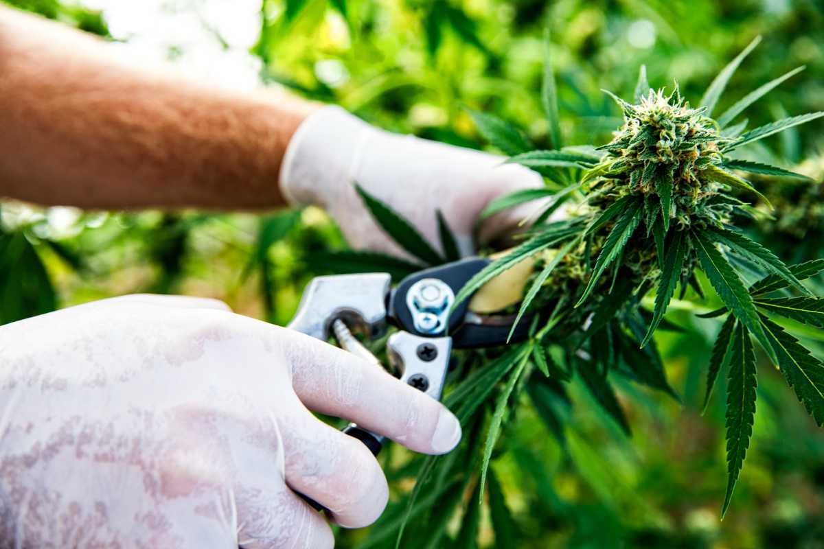 What Happens If You Wait Too Long To Harvest Your Cannabis? (Wrong Timing)