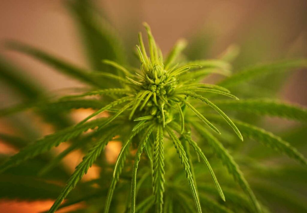 Are Hermie Plants Worth Keeping? (Risks & Tips) WeedMania420