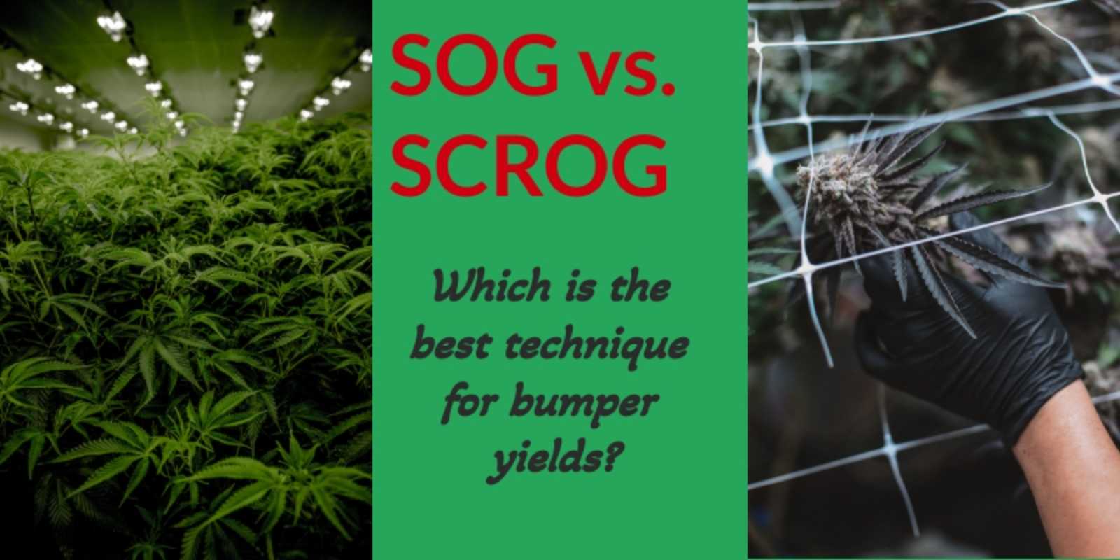 SOG Vs. SCROG: Which Technique Is The Best For High Yield?