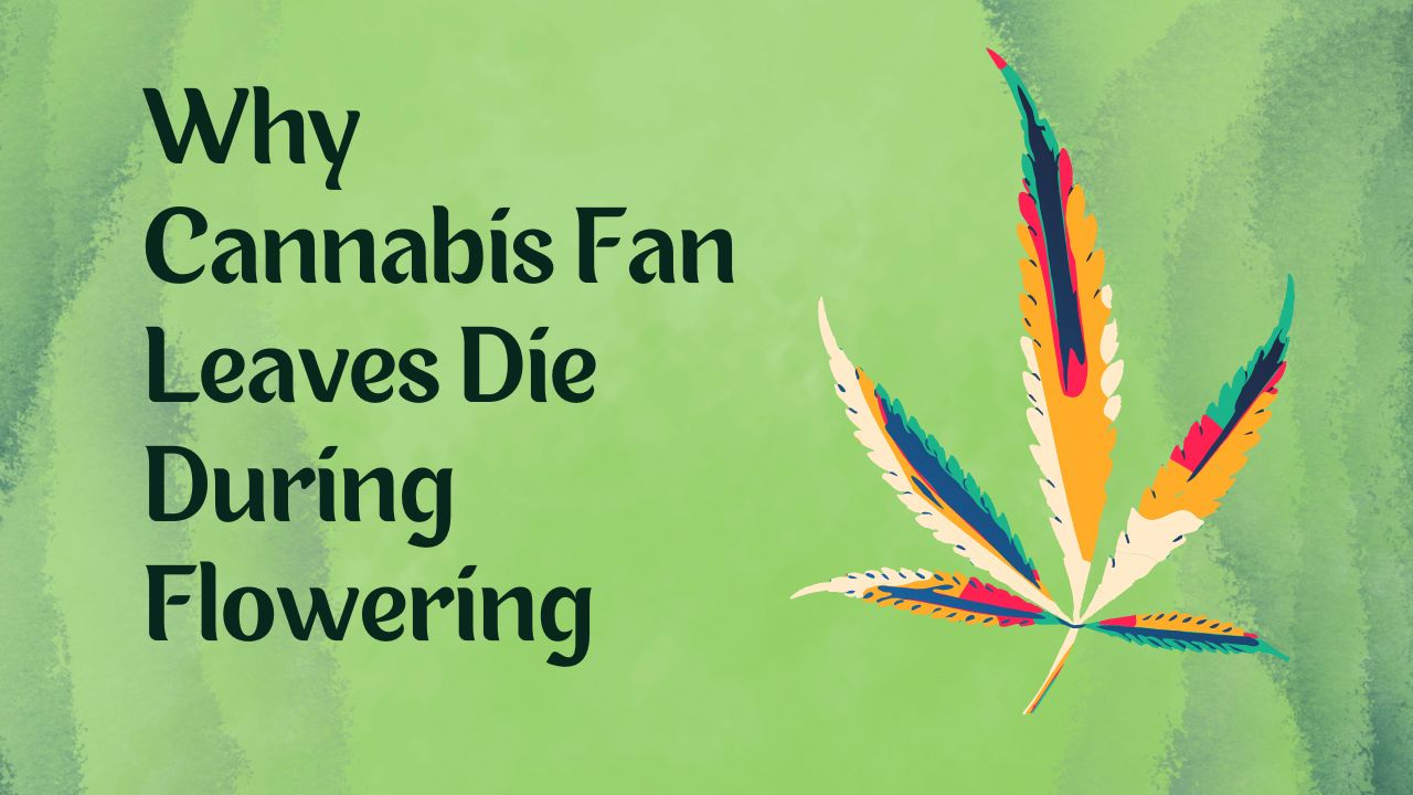Why Cannabis Fan Leaves Die During Flowering