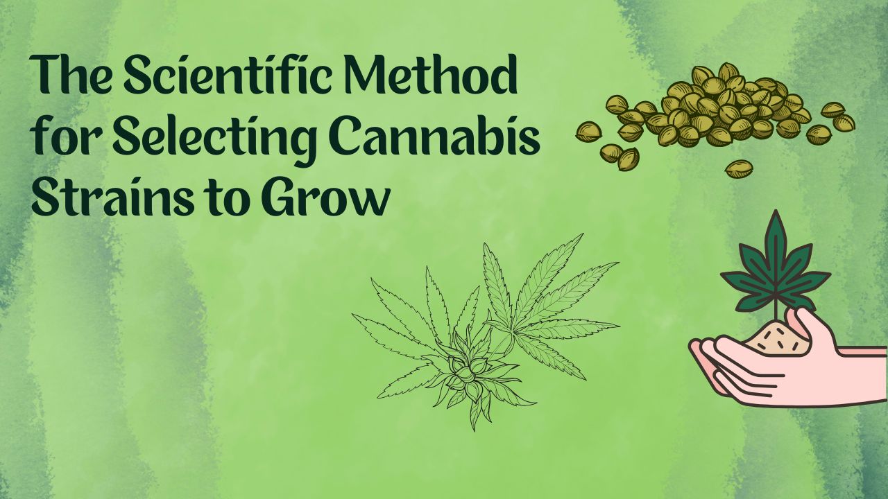how to choose cannabis strains to grow